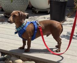 Reunited Male Dog last seen Winter Gardens and Woodside in Lakeside, CA , Please call 619-212-5623, Lakeside, CA 92040