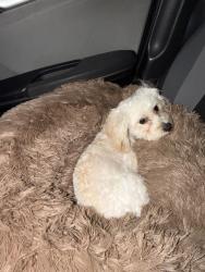 Reunited Male Dog last seen Redondo Blvd and Venice, Los Angeles, CA 90035