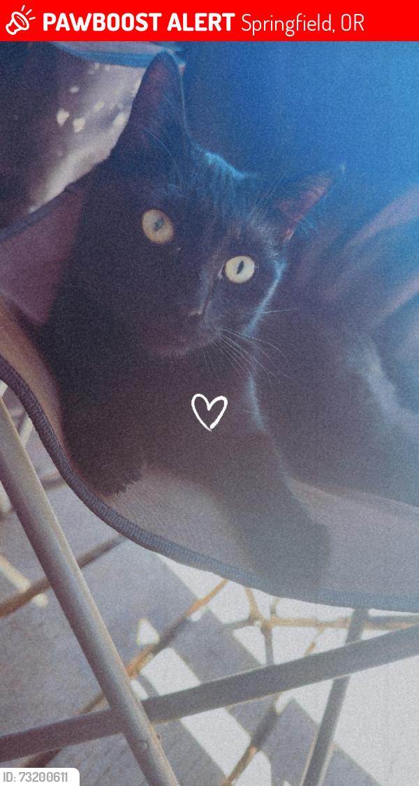 Lost Male Cat last seen Near 37th and Oregon, Springfield, OR 97478