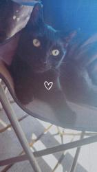 Lost Male Cat last seen Near 37th and Oregon, Springfield, OR 97478