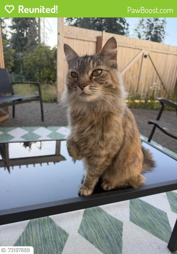 Reunited Unknown Cat last seen Near north frace st, Tacoma, WA 98406