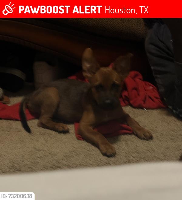Lost Male Dog last seen Ross shaw sterling high school, Houston, TX 77048