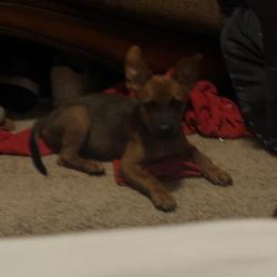 Lost Male Dog last seen Ross shaw sterling high school, Houston, TX 77048