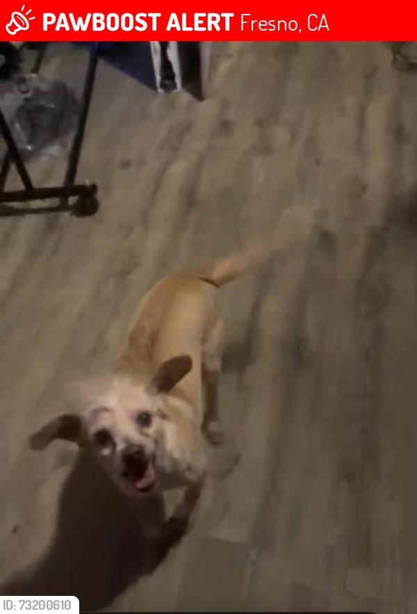 Lost Male Dog last seen Shields and blackstone by the canal, Fresno, CA 93704