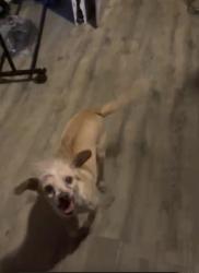 Lost Male Dog last seen Shields and blackstone by the canal, Fresno, CA 93704