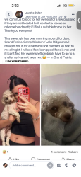 Lost Female Dog last seen High hawk community, Grand Prairie, TX 75052
