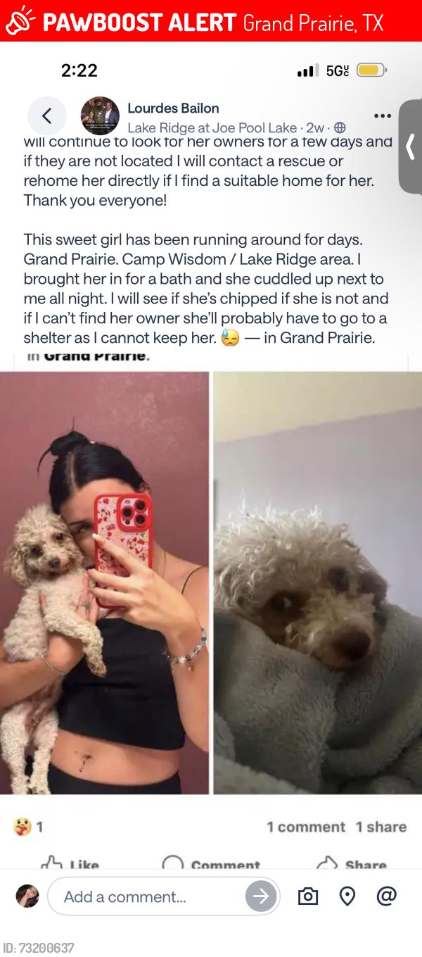 Lost Female Dog last seen High hawk community, Grand Prairie, TX 75052
