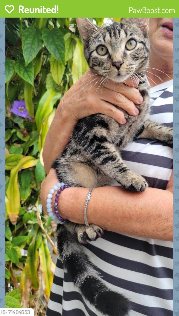Reunited Male Cat last seen SW 10th Ave and Orange Isle, Fort Lauderdale, FL 33315