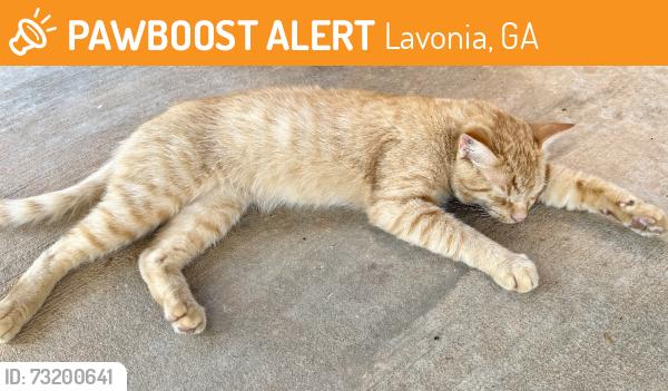 Found/Stray Unknown Cat last seen Holiday Inn Express Owens Dr & Jones St, Lavonia, GA 30553