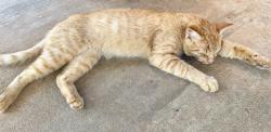Found/Stray Unknown Cat last seen Holiday Inn Express Owens Dr & Jones St, Lavonia, GA 30553
