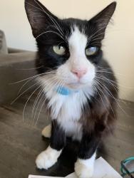 Reunited Male Cat last seen Woodbright and 20th ave, Boynton Beach, FL 33426