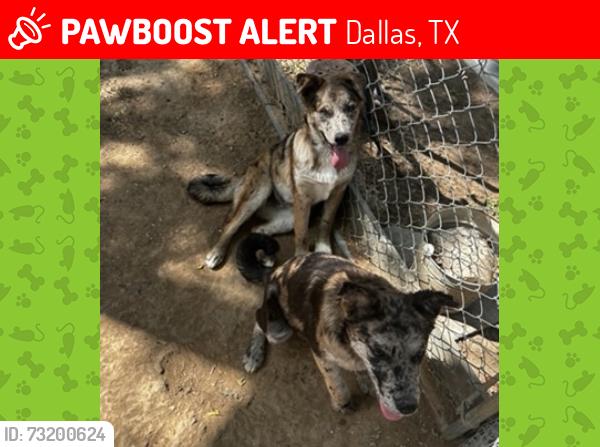 Lost Male Dog last seen Pleasant Grove, Dallas, TX 75217