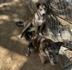 Lost Male Dog last seen Pleasant Grove, Dallas, TX 75217