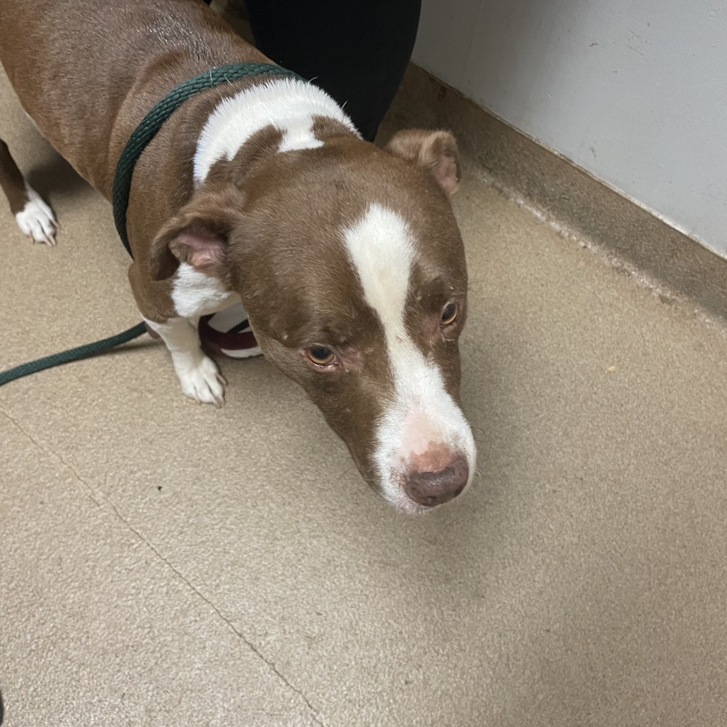 Shelter Stray Male Dog last seen , 4500 N Access Rd, Chattanooga, TN 37415, USA