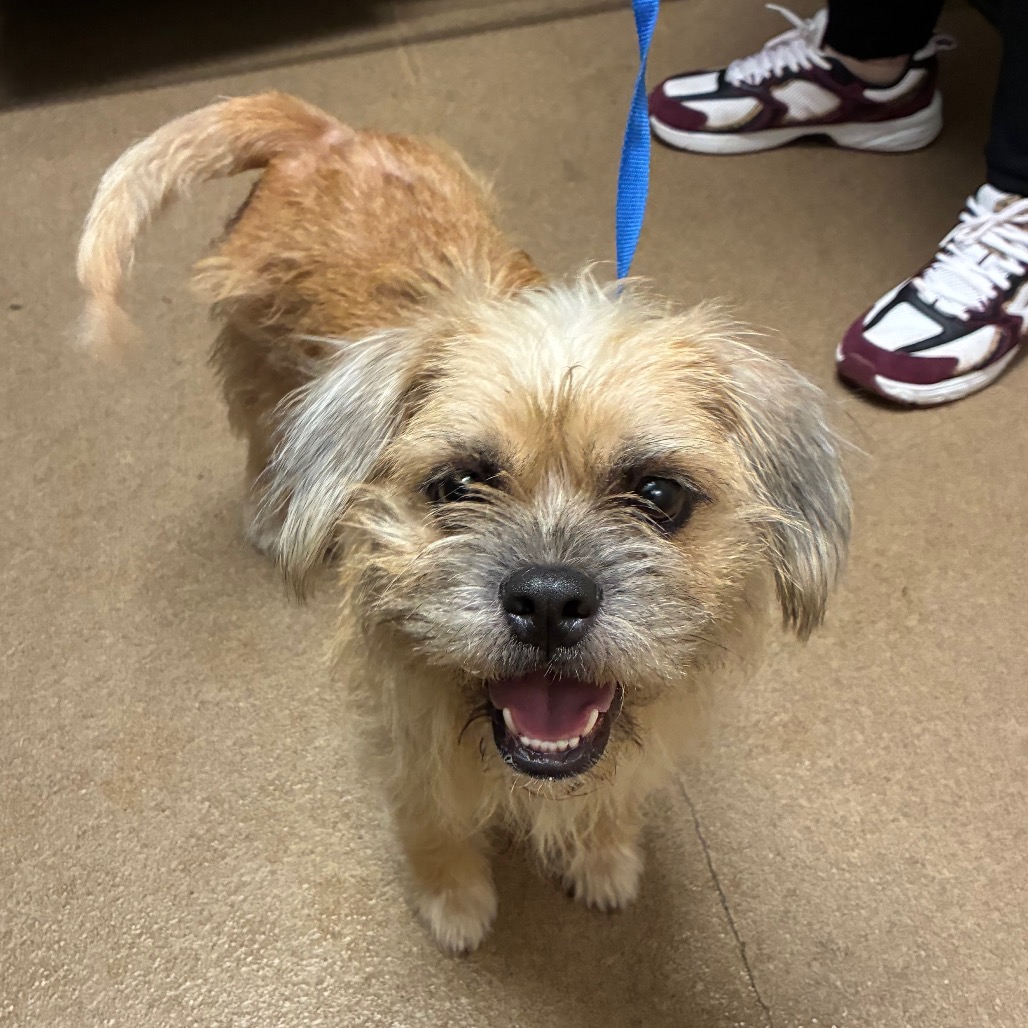 Shelter Stray Female Dog last seen , 4500 N Access Rd, Chattanooga, TN 37415, USA