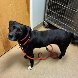 Shelter Stray Female Dog last seen , 4500 N Access Rd, Chattanooga, TN 37415, USA