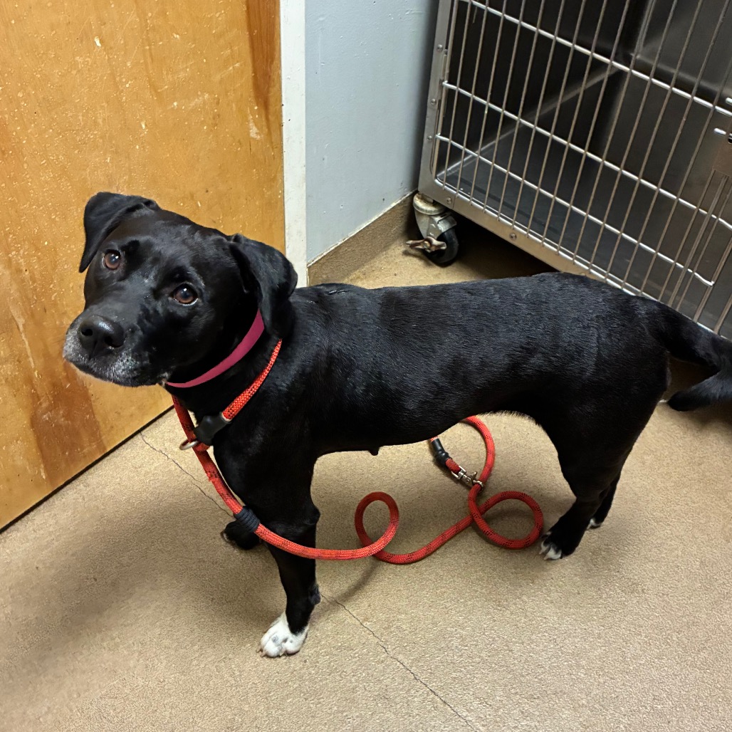 Shelter Stray Female Dog last seen , 4500 N Access Rd, Chattanooga, TN 37415, USA