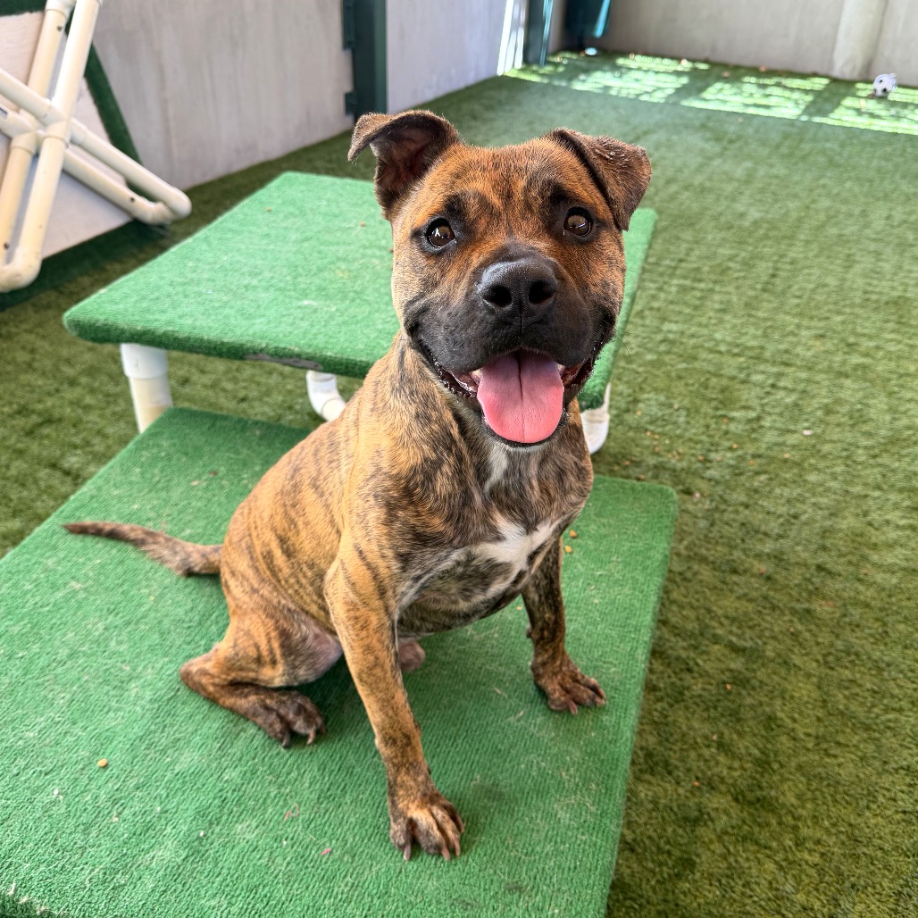 Shelter Stray Male Dog last seen , 361 S Raymond Ave, Pasadena, CA 91105, USA