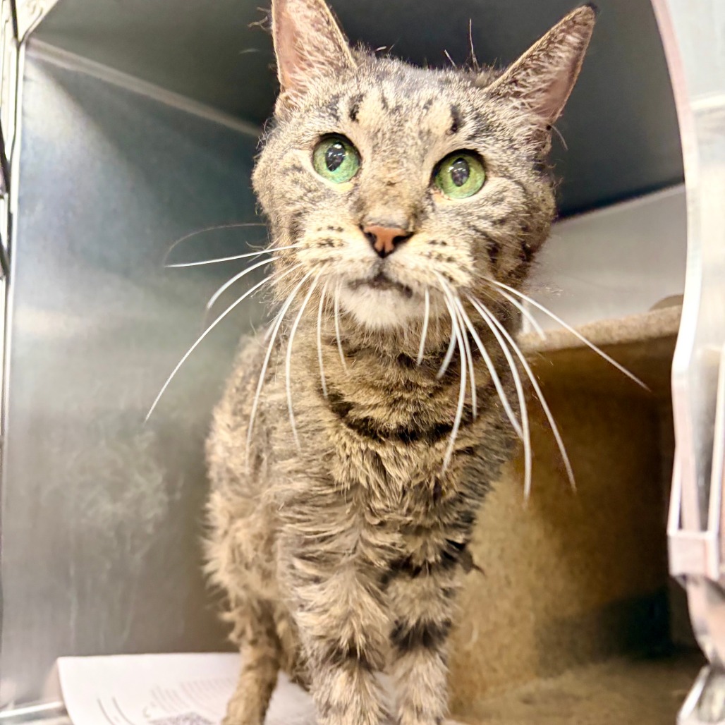 Shelter Stray Female Cat last seen , Animal Care & Control Team of Philly, 111 W Hunting Park Ave, Philadelphia, PA 19140, USA