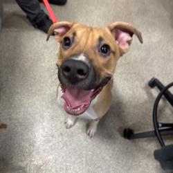 Shelter Stray Female Dog last seen , 8464 Beach Blvd, Jacksonville, FL 32216, USA