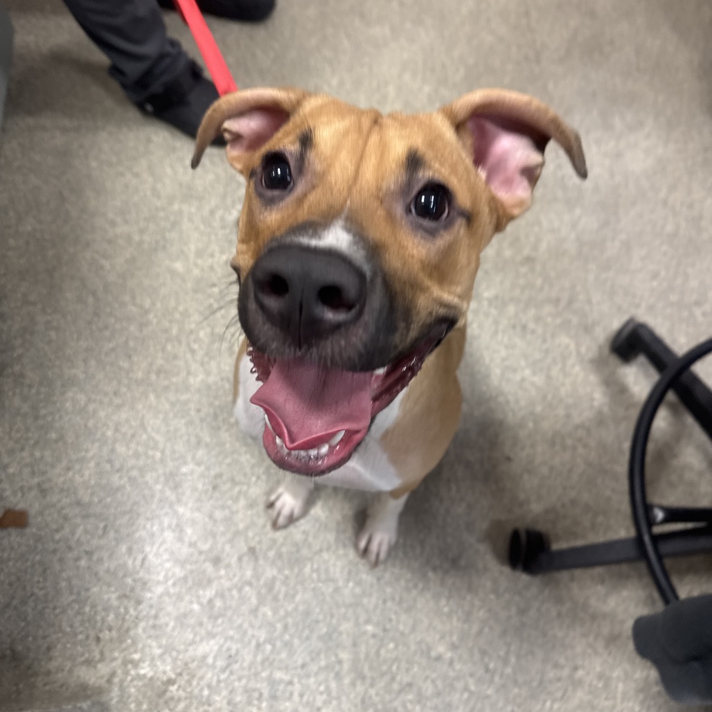 Shelter Stray Female Dog last seen , 8464 Beach Blvd, Jacksonville, FL 32216, USA