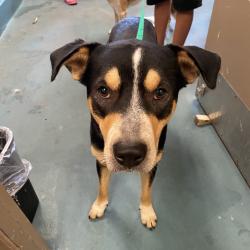 Shelter Stray Male Dog last seen , 2350 Appling City Cove, Memphis, TN 38133, USA