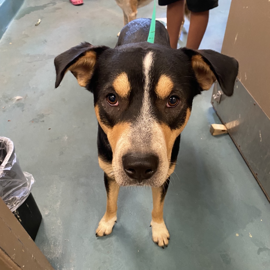 Shelter Stray Male Dog last seen , 2350 Appling City Cove, Memphis, TN 38133, USA