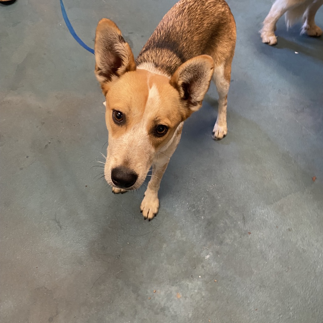 Shelter Stray Female Dog last seen , 2350 Appling City Cove, Memphis, TN 38133, USA