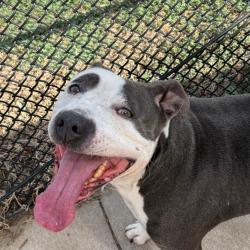Shelter Stray Female Dog last seen , 3428 S Jenkins Ave, Norman, OK 73072, USA