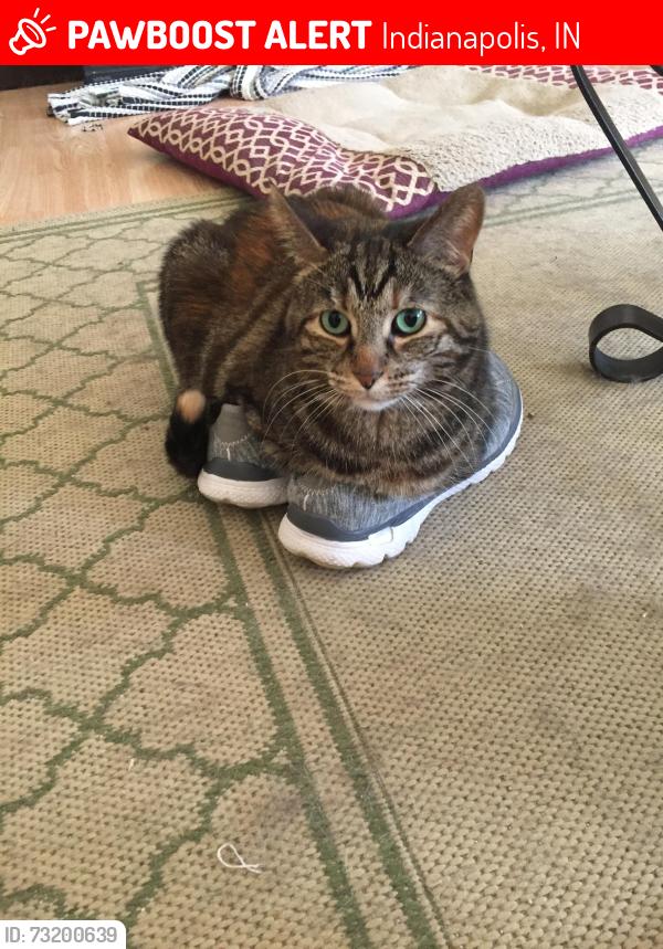 Lost Female Cat last seen Cedar Park neighborhood, Indianapolis, IN 46217