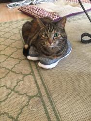 Lost Female Cat last seen Cedar Park neighborhood, Indianapolis, IN 46217