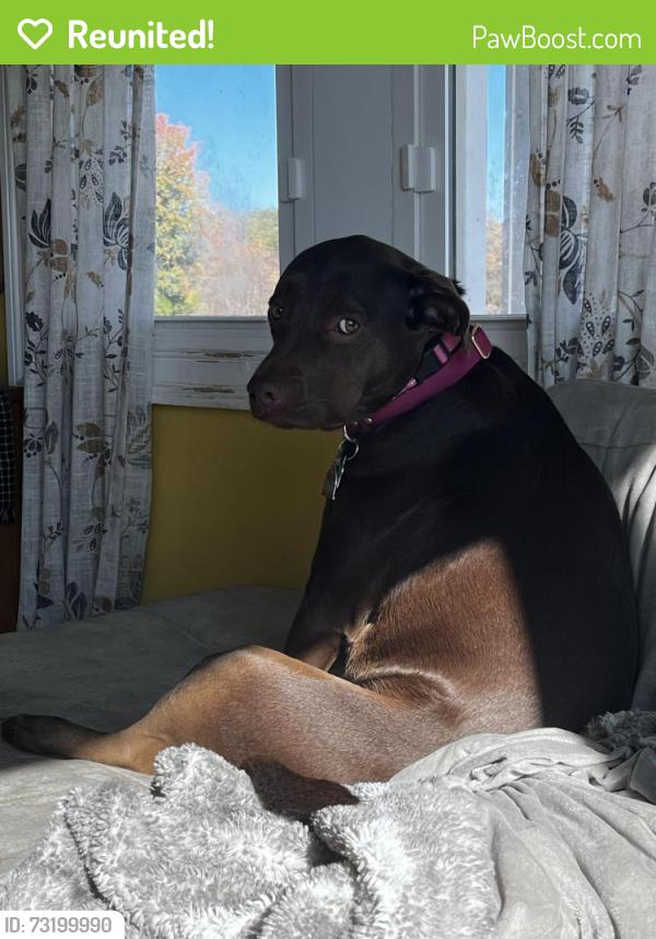 Reunited Female Dog last seen Annapolis Rock Rd, Annapolis Rock Rd, MD 20882