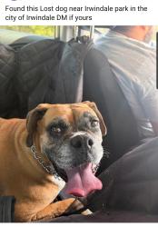 Reunited Female Dog last seen Irwindale park, Irwindale, CA 91722