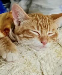 Lost Male Cat last seen Near gildas path, Pflugerville, TX 78660
