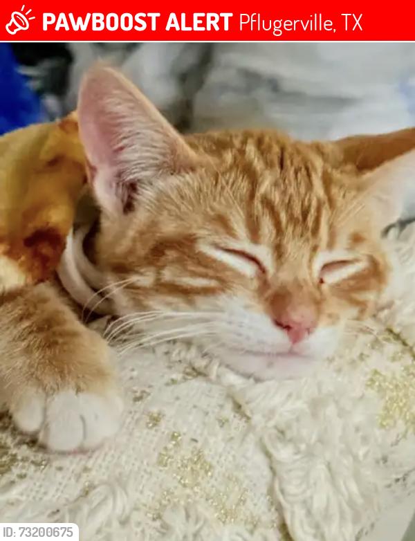 Lost Male Cat last seen Near gildas path, Pflugerville, TX 78660