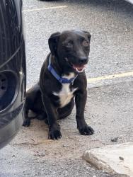 Found/Stray Male Dog last seen Valencia and 6th Strees, Tucson, AZ 85756