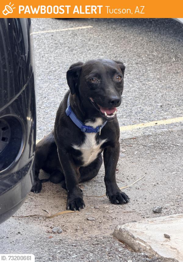 Found/Stray Male Dog last seen Valencia and 6th Strees, Tucson, AZ 85756