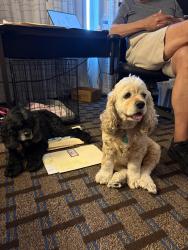 Lost Female Dog last seen Stoddard & Colborne, Frisco, TX 75034