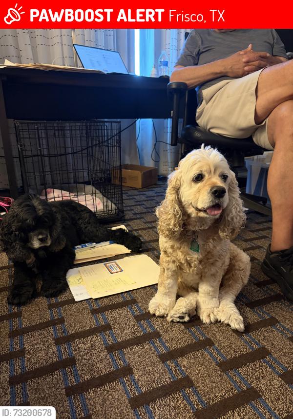 Lost Female Dog last seen Stoddard & Colborne, Frisco, TX 75034