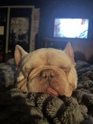 Lost Male Dog last seen Camellia Way, Modesto, CA 95354