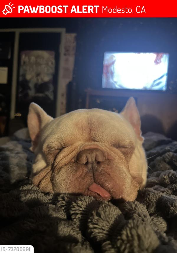 Lost Male Dog last seen Camellia Way, Modesto, CA 95354