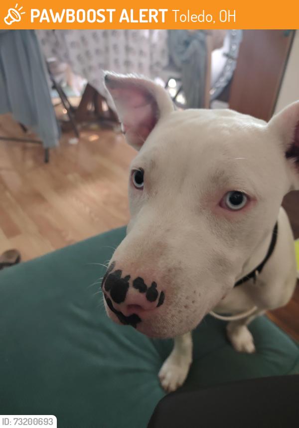 Found/Stray Female Dog last seen Jackman and State Line, Toledo, OH 43613