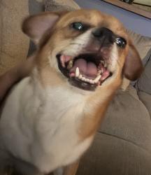 Reunited Male Dog last seen Clay hill and Pelion road, Pelion, SC 29123