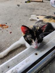 Found/Stray Female Cat last seen Shadow Creek apmts, Houston, TX 77040