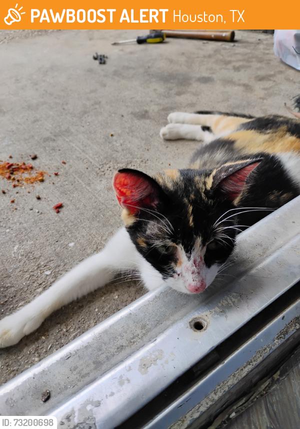 Found/Stray Female Cat last seen Shadow Creek apmts, Houston, TX 77040