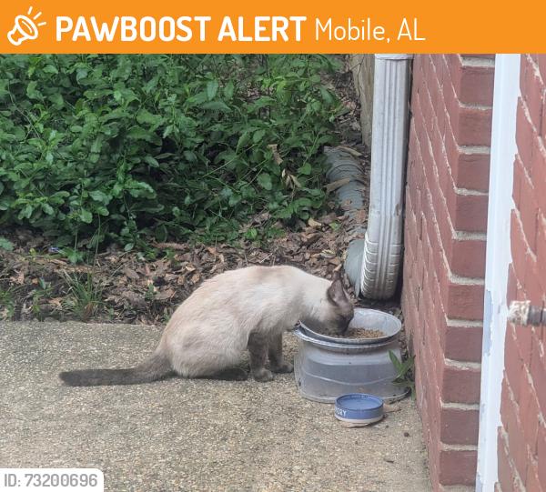 Found/Stray Unknown Cat last seen Schillinger Road S, Mobile, AL 36695