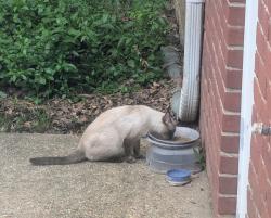 Found/Stray Unknown Cat last seen Schillinger Road S, Mobile, AL 36695