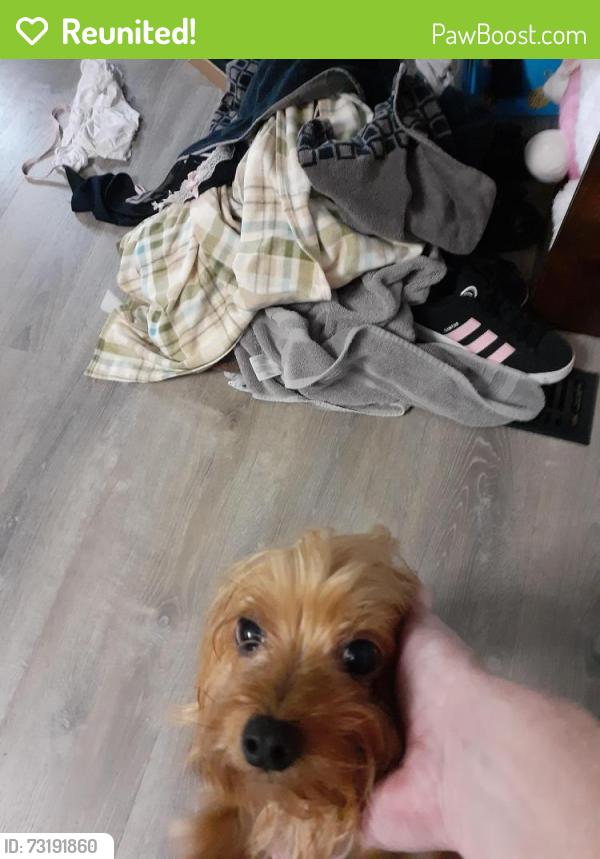 Reunited Female Dog last seen Kirk court, O'Fallon, MO 63366
