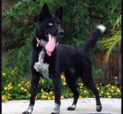 Lost Female Dog last seen N Van Ness & Terrace, Fresno, CA 93721