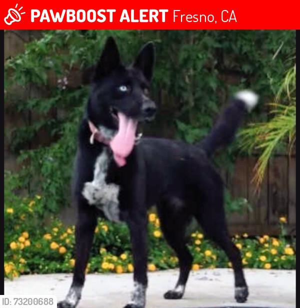 Lost Female Dog last seen N Van Ness & Terrace, Fresno, CA 93721